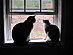 View full size picture