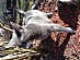 View full size picture