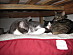 View full size picture