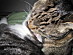 View full size picture
