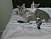 View full size picture