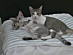 View full size picture