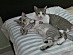 View full size picture