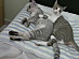 View full size picture