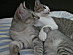 View full size picture