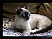 View full size picture