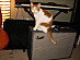 View full size picture