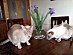 View full size picture