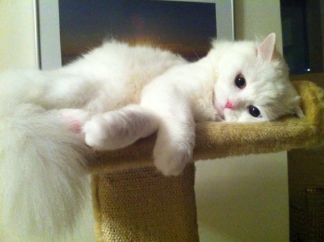 Picture of a cat / kitten / feline