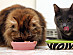 View full size picture