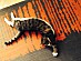 View full size picture