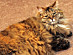 View full size picture