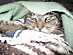 View full size picture