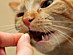View full size picture