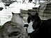 View full size picture