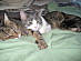 View full size picture