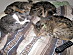 View full size picture