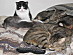 View full size picture