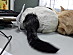 View full size picture