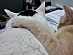 View full size picture