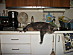 View full size picture