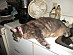 View full size picture