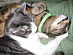 View full size picture