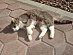 View full size picture
