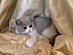 View full size picture