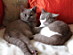View full size picture