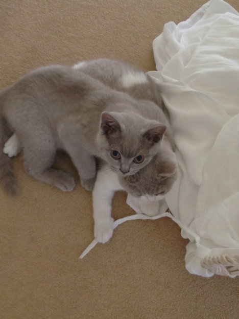 Picture of a cat / kitten / feline