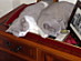 View full size picture