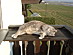 View full size picture