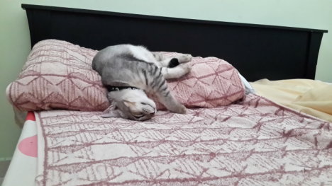 Picture of a cat / kitten / feline