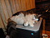 View full size picture
