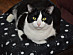 View full size picture