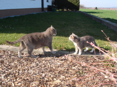 Picture of a cat / kitten / feline