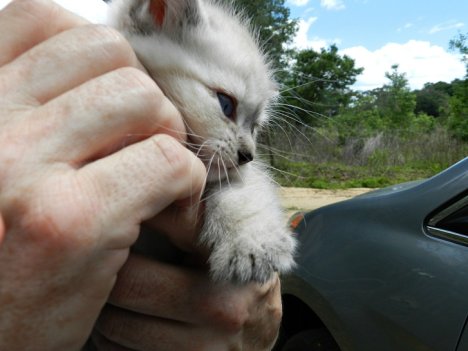 Picture of a cat / kitten / feline