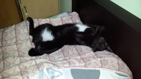 Picture of a cat / kitten / feline