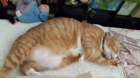 Picture of a cat / kitten / feline