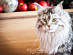 View full size picture