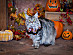 View full size picture