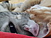 View full size picture