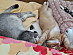 View full size picture