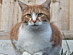 View full size picture
