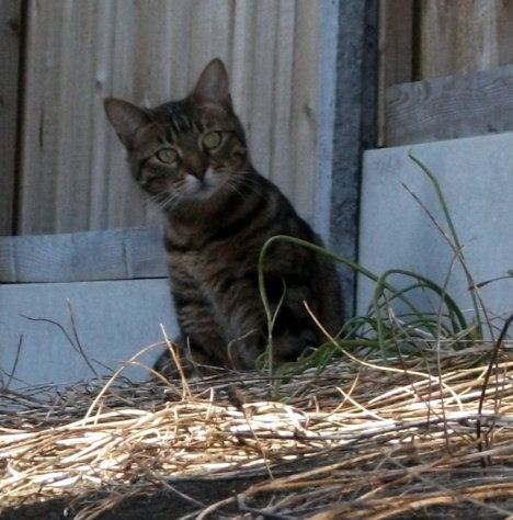 Picture of a cat / kitten / feline