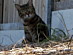 View full size picture