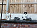 View full size picture