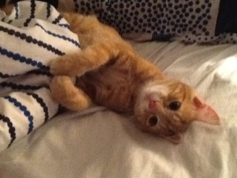 Picture of a cat / kitten / feline