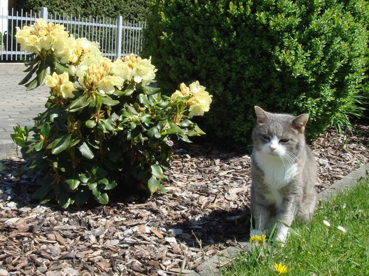 Picture of a cat / kitten / feline